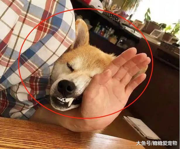 柴犬上餐桌搶飯吃，結果卻被擠出了“搞怪臉”，主人：要點臉行嗎