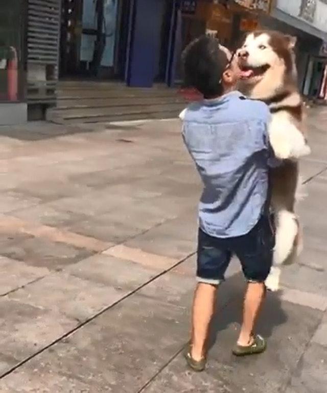 看见隔壁狗狗被主人抱抱，阿拉斯加转身暗示主人，人家也想要抱抱