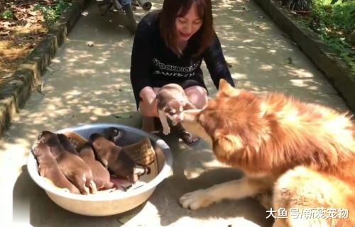 阿拉生了7只宝宝，却被主人用脸盆装着玩，汪：玩够了没？