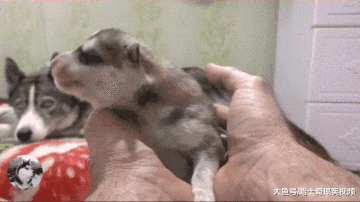 二哈生完宝宝才5天，奶狗就被主人拿来玩，狗：玩够了没？