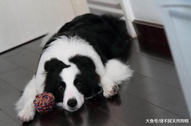 經常打狗狗后果很不好，可能會逼得它恨你，甚至形成不好的性格！