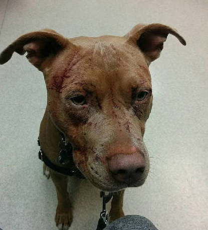 加拿大一猫咪大战7只比特斗牛犬, 网友: 这么牛逼的吗?