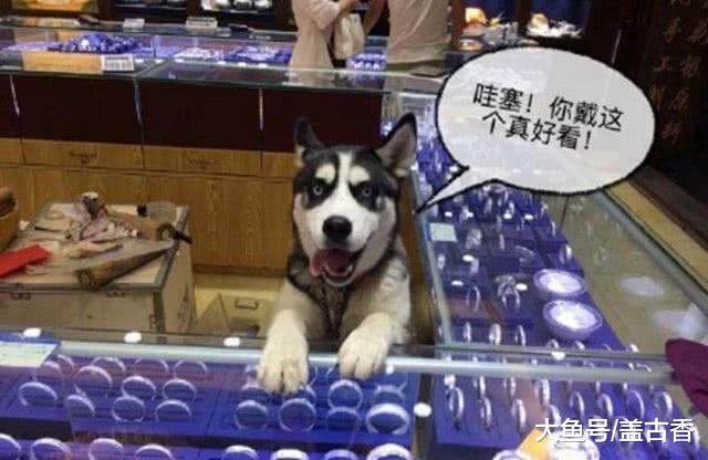 都说二哈智商不在线，网友家的二哈就很聪明，还是只会做生意的汪