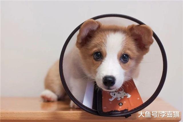 主人出差时仅给宠物留食物并无法解决问题，细说你未知的四点危害