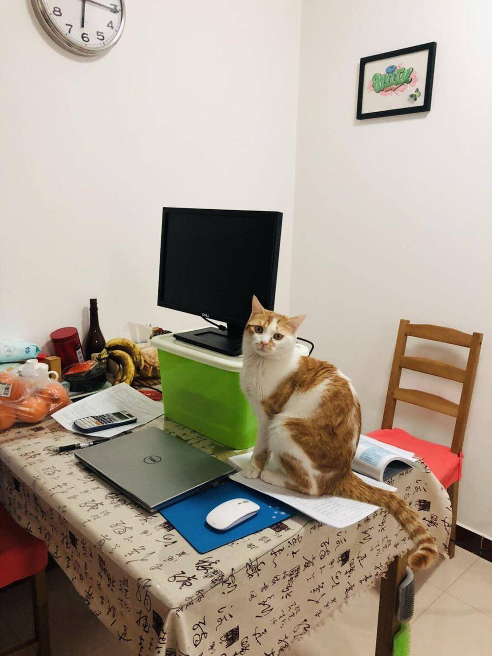 领养代替购买！这只小猫变成10斤大胖橘，哈哈岁月是把猪饲料…