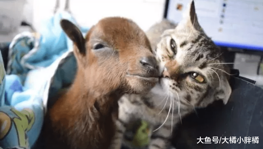 小伙救回1只小羊羔，却被爱猫带回猫窝温柔照顾，它刚失去3只小猫