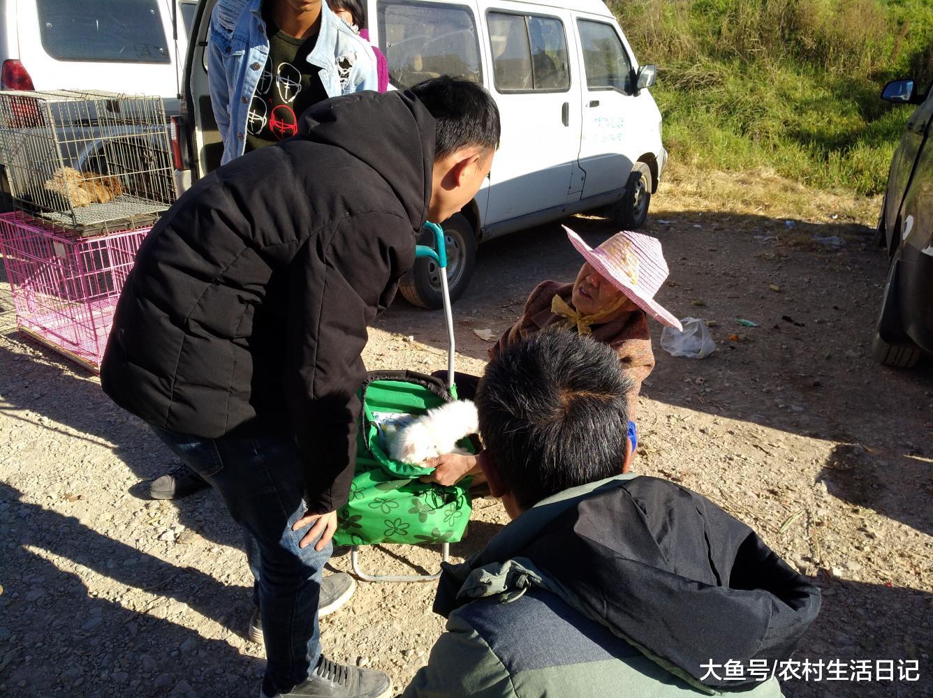 商贩出售一只幼犬却不肯向买主展示, 一直遮遮掩掩?