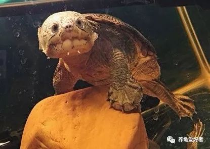 把养龟苗化难为简，参考一下这几点建议