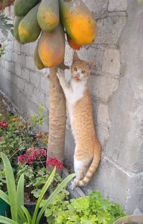 养猫之后听过最大的谎言：猫是纯肉食动物