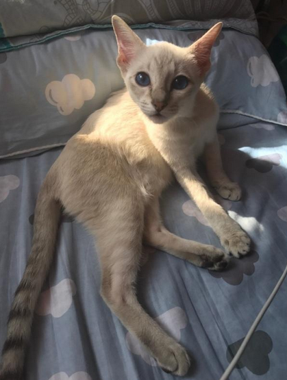 曾经皇家贵族猫，现被嫌挖煤的——“猫中之犬”暹罗猫：宝宝心里苦啊