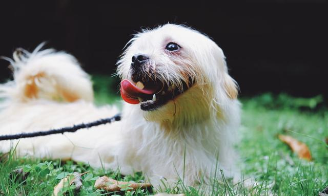 新手上路！如何领养一只健康的狗狗？领养前需做好的准备有不少