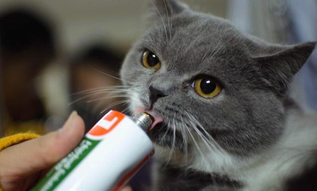 铲屎官梦想中的猫咪应有圆滚滚的大脸，但自家猫主子为何总吃不圆