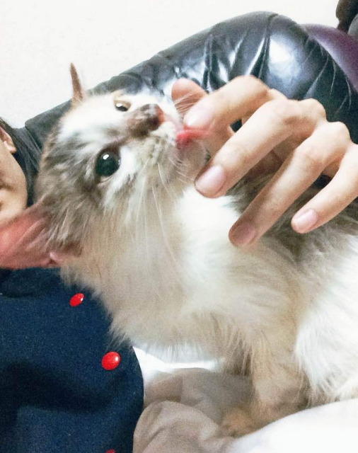 辟谣：猫咪舔毛只是为了清洁身体？不，还有这4点隐藏在其背后