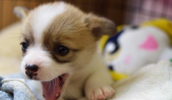 宠物: 到底是什么引起的呕吐呢？