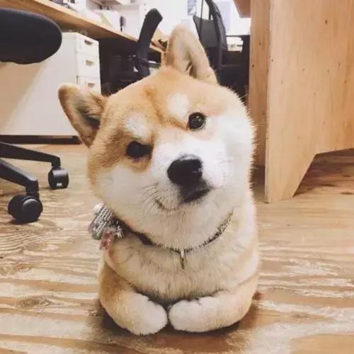 小柴隔着笼子用尿滋地板，铲屎官看到气哭了