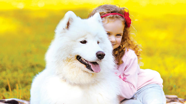 孩子提议养狗，作为家长你会怎么办