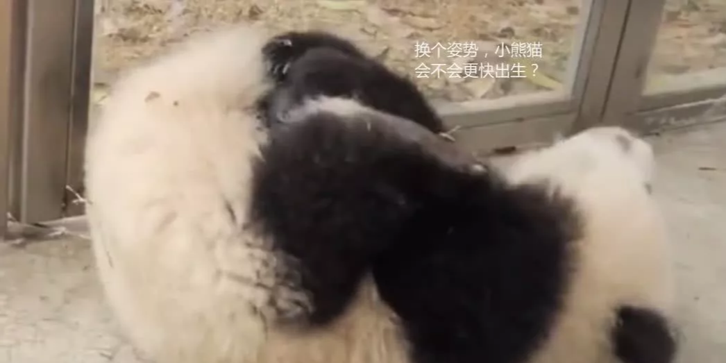 熊猫团子沉迷“孵蛋”：宝宝，你快点出生和“妈妈”一起玩！