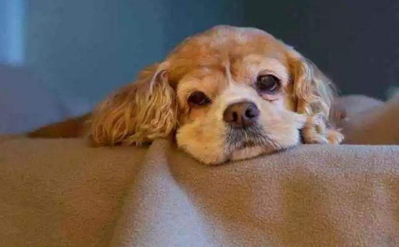 狗狗陪伴主人25年，如今年老走路不便，温馨陪伴让无数人感动