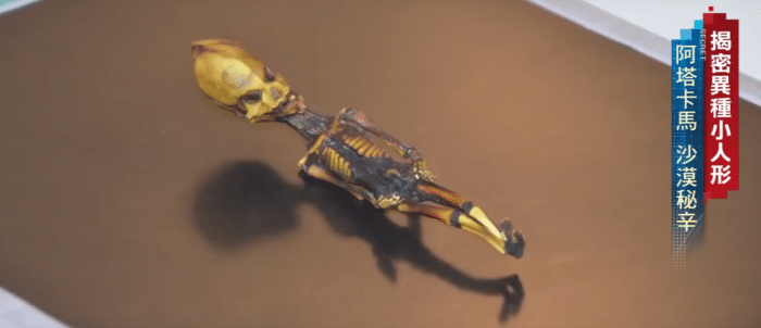 15公分小人骨曾经有血有肉，是外星人？还是未知的物种？