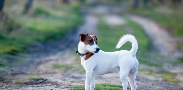 遛狗系不系牵引绳无所谓！反正牵引绳一点都不重要！
