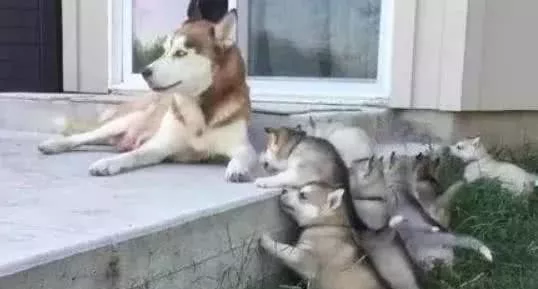 哈士奇不想给宝宝喂奶，想出的馊主意太好笑，主人：不愧为二哈！