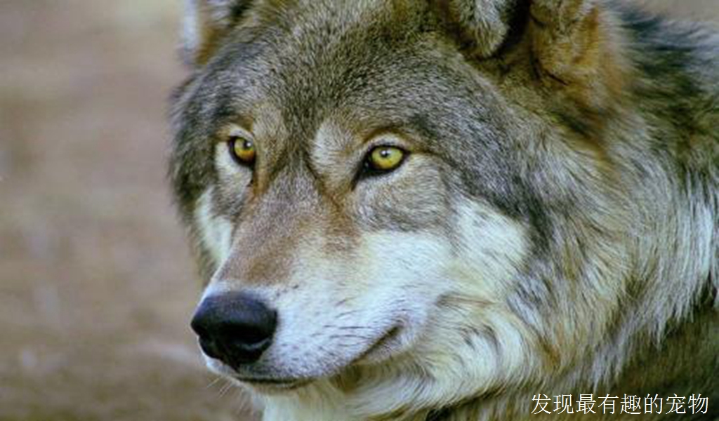 狼和狗是不是同一个物种？它们有什么不同？
