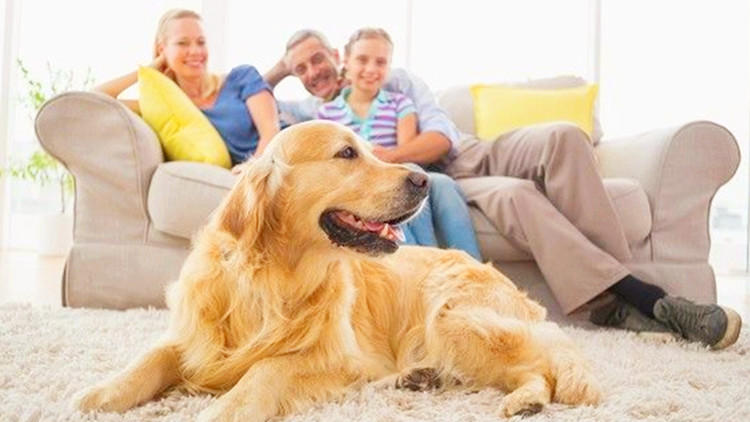 孩子提议养狗，作为家长你会怎么办