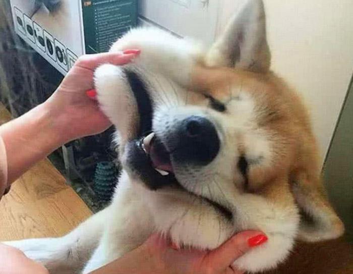 摸狗头对狗意味着什么，它们是爱你的狗子，女兽医告诉你