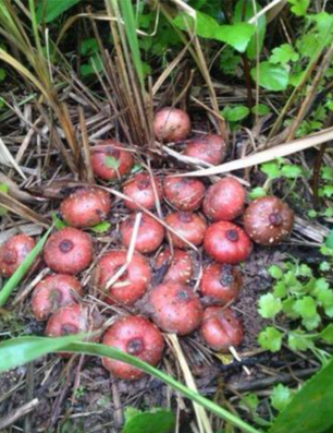 农村一种野果，叫“野地瓜”，农村娃当零食，城里一斤高达100元