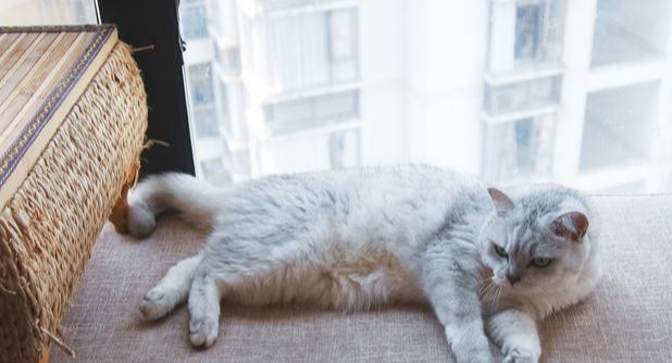 捡到严重摔伤的猫咪，应如何帮助它？喵星人身手灵活也需小心照看