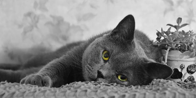 铲屎官梦想中的猫咪应有圆滚滚的大脸，但自家猫主子为何总吃不圆