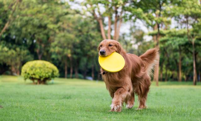 狗狗常见的7种癌症！症状近似日常疾病，通常发现就是晚期