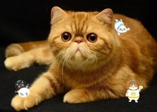 本名不火，外号火的加菲猫，其实人家叫“异国短毛猫”的啦