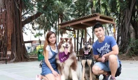 女子收养流浪狗阿拉斯加，如今成为幸福的产品代言狗