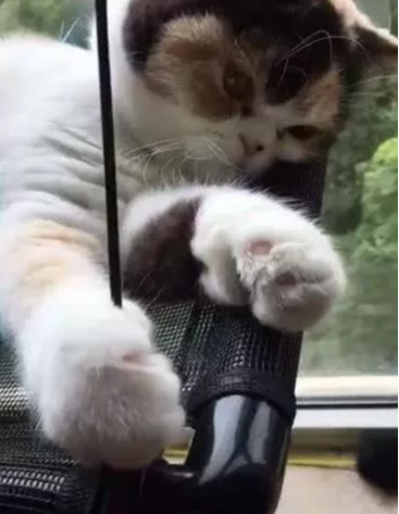 自从橘猫把吊床坐断了，修好之后一直用手抓着：摔出阴影了！