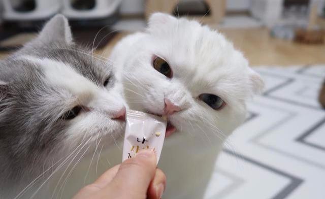 食物的摄取对于所有猫咪都是至关重要的事