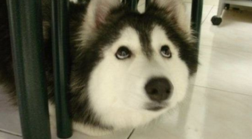 狗狗犯错误了，铲屎官千万别乱打乱骂，训犬师说出了这5个原因