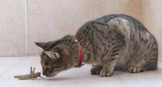 猫咪夏天意外死亡手册