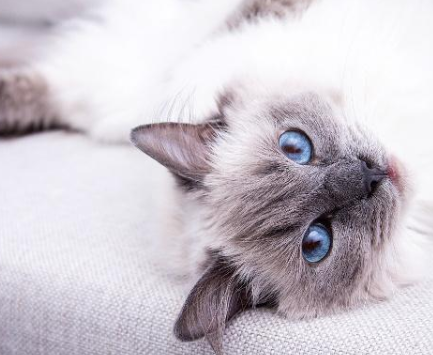 猫咪什么时候开始需要吐毛球？化毛膏和猫草哪个好？