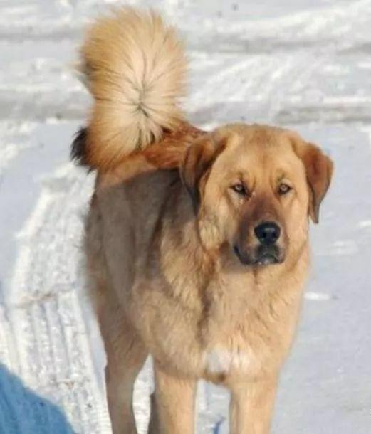 当田园犬出现这四个标志时，不要看不起，说不定是你捡到宝了！