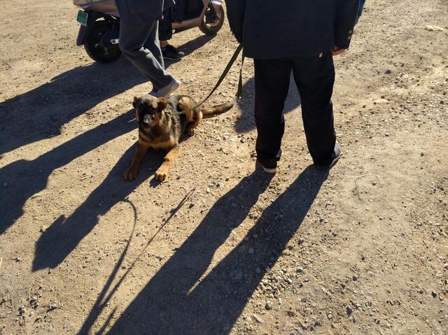 老人狗市出售正宗昆明犬，要价3000元，商贩“想钱想疯了！”