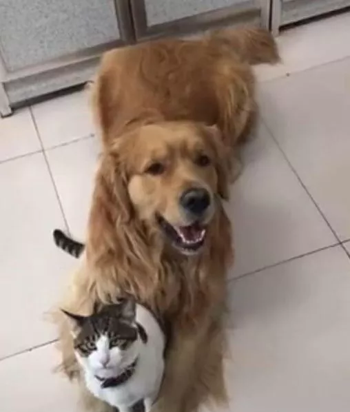 猫咪在外面晒太阳，被大金毛强制叼了回来，猫：我不要面子的啊！