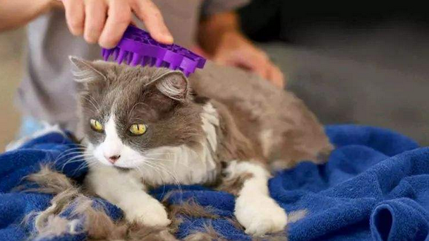 猫咪掉毛，一场持续终身的战争！照我说的做，你不会成为输家