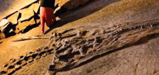 中国古代未解之谜, 龙可能真的存在, 龙的传人不是白叫的