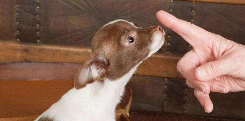 狗狗犯错误了，铲屎官千万别乱打乱骂，训犬师说出了这5个原因