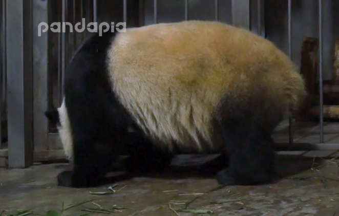 奶妈用蜂蜜吸引滚滚，下一秒将熊猫宝宝“偷走”，这当妈的心真大