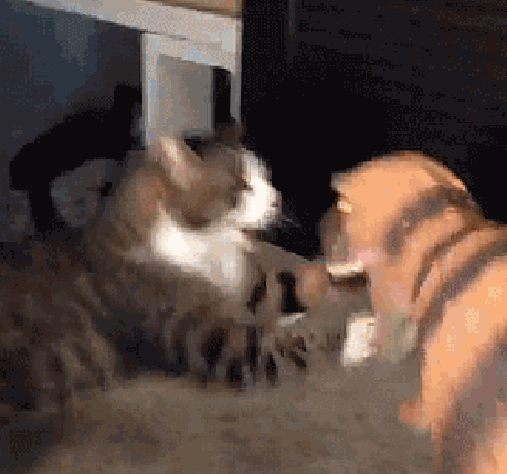 为什么只有大型犬而没有大型猫，其实人类应该庆幸这一点