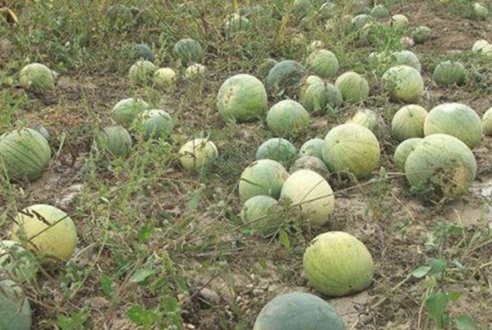 男子发现奇怪西瓜，瓜籽比瓜瓤还值钱，网友大开眼界