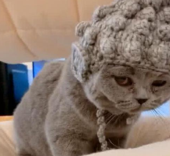 老人给猫咪织了一顶“如来帽”，当猫咪戴上帽子后，全家人都膜拜了！