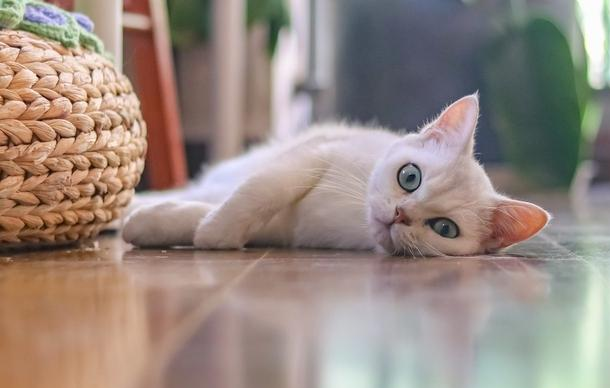 捡到严重摔伤的猫咪，应如何帮助它？喵星人身手灵活也需小心照看